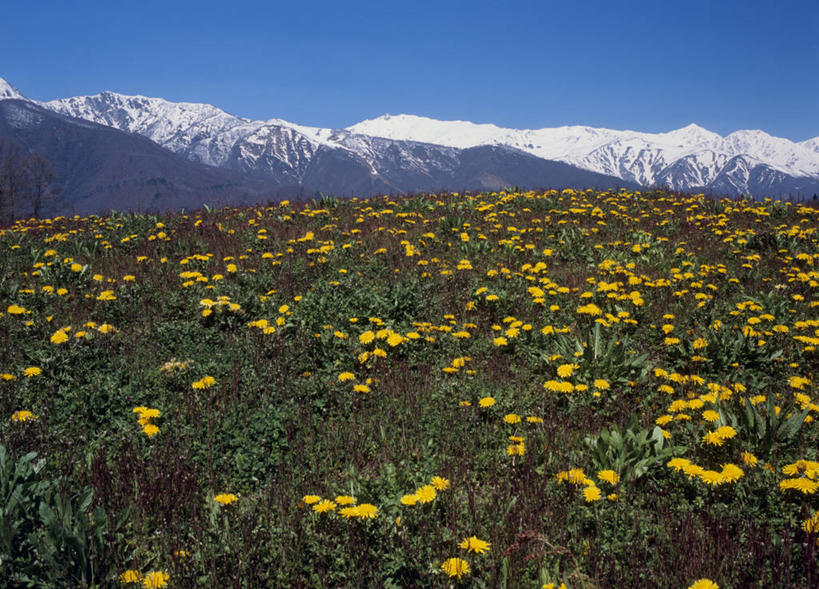 无人,横图,室外,白天,正面,爱情,旅游,度假,石头,美景,山,雪,雪山,大雪,蒲公英,长野县,日本,亚洲,阴影,盛开,光线,石子,影子,冰,积雪,景观,山顶,山峰,雪景,冬季,冬天,山峦,花蕾,娱乐,花,花瓣,花朵,鲜花,黄色,蓝色,蓝天,天空,阳光,自然,天,花苞,花蕊,享受,休闲,景色,放松,寒冷,晴朗,冰冷,自然风光,东亚,沉积岩,本州,万里无云,本州岛,日本国,中部地方,长野,严寒,冰凉,开朗,酷寒,凛冽,凛凛,极冷,颠峰,极峰,水成岩,北安,北安昙郡,石块,岩石,晴空,晴空万里,蒲公草,尿床草,黄花地丁,彩图,白马村