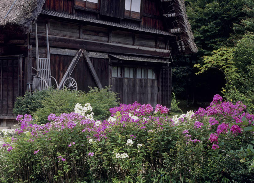 无人,家,木屋,横图,室外,白天,正面,旅游,度假,花海,花圃,美景,植物,叶子,日本,亚洲,盛开,景观,花蕾,娱乐,住宅,花,花瓣,花朵,花卉,鲜花,树,树木,绿色,自然,花丛,花束,花田,花苞,花蕊,享受,休闲,景色,放松,生长,成长,自然风光,东亚,本州,本州岛,日本国,中部地方,岐阜,岐阜县,彩图,茅舍,茅屋,棚屋,小木屋,小屋,大野郡,白川村