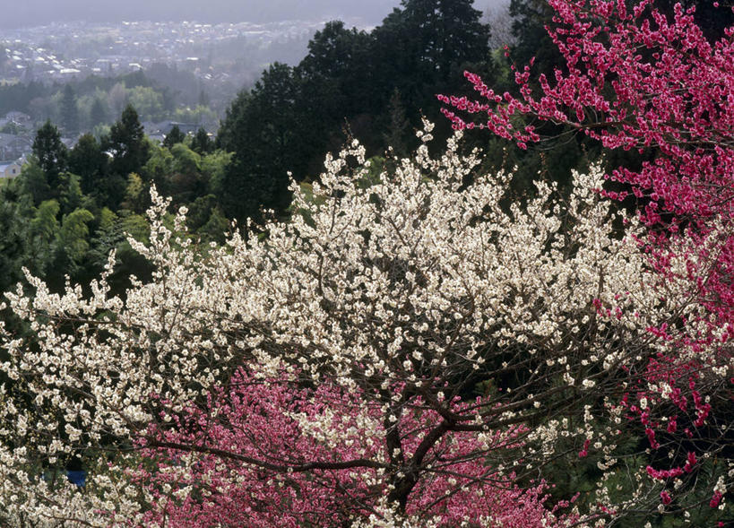 无人,横图,室外,白天,正面,旅游,度假,美景,森林,山,山脉,树林,植物,东京,日本,亚洲,阴影,盛开,光线,影子,景观,山峰,云,云朵,梅花,山峦,花蕾,云彩,娱乐,花,花瓣,花朵,鲜花,树,树木,红色,蓝色,绿色,白色,白云,蓝天,天空,阳光,自然,群山,天,花苞,花蕊,青梅,享受,休闲,景色,放松,生长,晴朗,成长,高雅,坚强,自然风光,东亚,本州,关东地方,本州岛,日本国,东京都,春梅,梅,晴空,红梅,彩图,多摩地方,多摩地区,多摩地域,青梅市,三多摩,白梅花,绿萼梅,绿梅,绿梅花