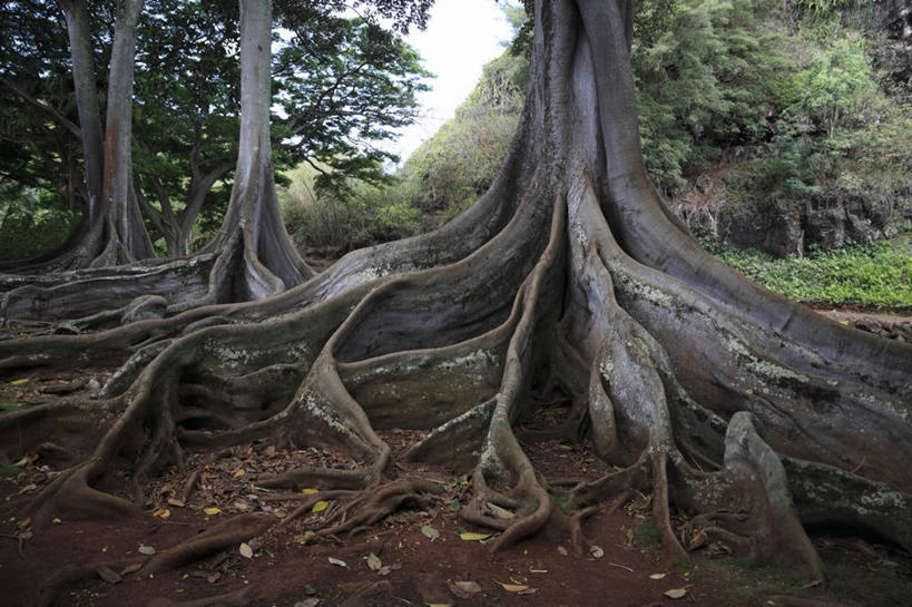 无人,横图,室外,白天,正面,旅游,度假,岛屿,美景,森林,树林,植物,夏威夷,美国,阴影,光线,影子,景观,树根,树桩,娱乐,树,树干,树木,绿色,阳光,自然,享受,休闲,木桩,景色,放松,生长,成长,北美,北美洲,自然风光,美洲,夏威夷州,爱洛哈之州,可爱岛,考艾岛,考爱岛,北亚美利加洲,亚美利加洲,花园之岛,列岛,群岛,诸岛,彩图