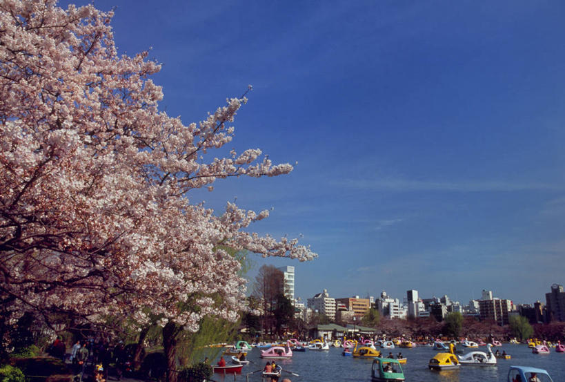 无人,公园,高楼大厦,横图,室外,白天,正面,度假,幸福,纯洁,美景,植物,城市风光,城市,大厦,建筑,摩天大楼,船,樱花,东京,日本,亚洲,许多,阴影,盛开,光线,影子,池塘,景观,水池,云,云朵,木船,很多,花蕾,云彩,娱乐,建设,花,花瓣,花朵,鲜花,树,树木,蓝色,绿色,白云,蓝天,天空,阳光,自然,交通工具,天,花苞,花蕊,享受,休闲,景色,放松,生长,晴朗,成长,等待,舟,生命,载具,东亚,本州,关东地方,本州岛,日本国,东京都,仙樱花,福岛樱,青肤樱,高尚,热烈,东京上野公园,台东区,晴空,荆桃,彩图,大楼,高层建筑,高楼,摩天楼,不忍池,上野,上野恩赐公园,上野公园