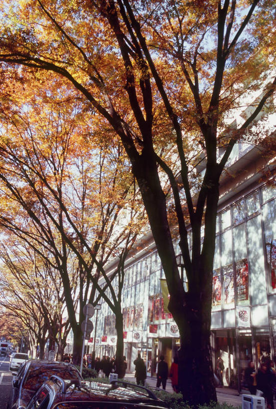 无人,竖图,室外,白天,仰视,度假,美景,秋季,植物,城市风光,城市,道路,路,公路,汽车,叶子,东京,日本,亚洲,阴影,光线,影子,景观,枯叶,落叶,交通,娱乐,车,树,树木,绿色,阳光,自然,交通工具,轿车,享受,休闲,景色,放松,生长,成长,载具,东亚,本州,关东地方,本州岛,日本国,东京都,涩谷区,原宿,表参道,叶,叶片,秋,秋天,马路,彩图,低角度拍摄