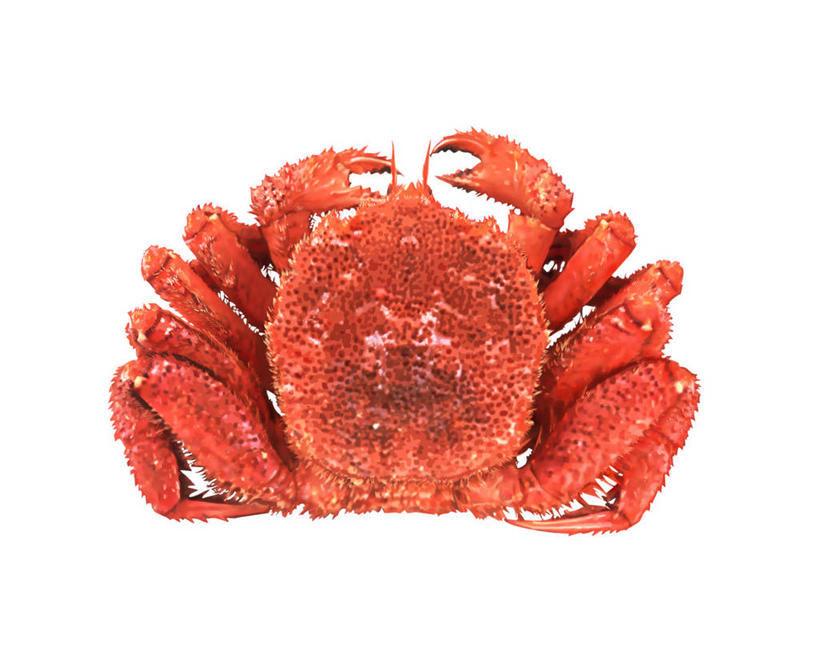 海鲜,蟹,无人,横图,俯视,插画,室内,特写,白天,白色背景,数码,科技,阴影,网络,螃蟹,高光,几何,计算机图形,合成,图画,水产,海洋生物,画,一只,橙色,电脑合成图,数码合成图,合成图,水生动物,海产品,毛蟹,水生物,漫画,大闸蟹,海底动物,河蟹,写实,具体,具象,中华绒螯蟹,彩图,高角度拍摄,全身