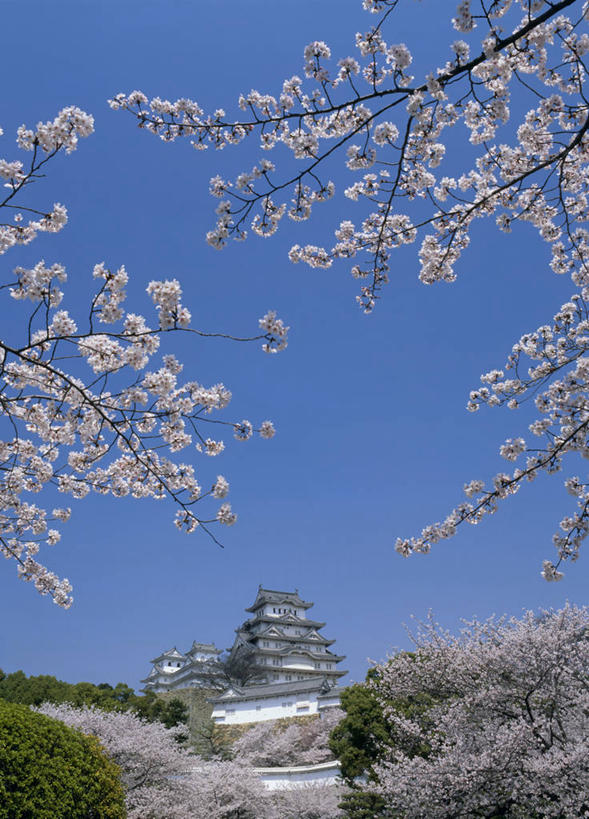 无人,竖图,室外,白天,仰视,旅游,度假,幸福,纯洁,名胜古迹,植物,标志建筑,地标,建筑,樱花,日本,亚洲,阴影,遗迹,盛开,光线,影子,堡垒,城堡,花蕾,古迹,文物,娱乐,建设,古建筑,花,花瓣,花朵,鲜花,树,树木,粉色,蓝色,绿色,蓝天,天空,阳光,自然,天,花苞,花蕊,享受,休闲,旅游胜地,放松,生长,晴朗,成长,等待,生命,要塞,古文明,东亚,本州,世界文化遗产,万里无云,本州岛,日本国,近畿地方,姬路城,近畿,兵库,兵库县,仙樱花,福岛樱,青肤樱,高尚,热烈,白鹭城,姬路,姬路市,设防,晴空,晴空万里,荆桃,彩图,低角度拍摄