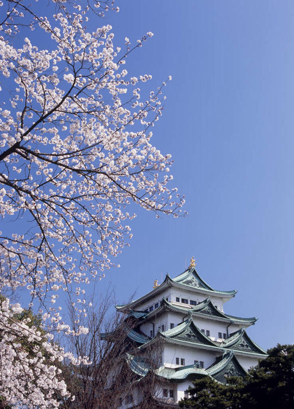 无人,竖图,室外,白天,仰视,旅游,度假,幸福,纯洁,名胜古迹,植物,标志建筑,地标,建筑,樱花,爱知县,名古屋,日本,亚洲,阴影,遗迹,盛开,光线,影子,堡垒,城堡,花蕾,古迹,文物,娱乐,建设,古建筑,花,花瓣,花朵,鲜花,树,树木,粉色,蓝色,绿色,蓝天,天空,阳光,自然,天,花苞,花蕊,享受,休闲,旅游胜地,放松,生长,晴朗,成长,等待,生命,要塞,古文明,东亚,本州,万里无云,本州岛,日本国,中部地方,爱知,仙樱花,福岛樱,青肤樱,高尚,县厅,名古屋市,热烈,设防,晴空,晴空万里,荆桃,彩图,低角度拍摄,名古屋城