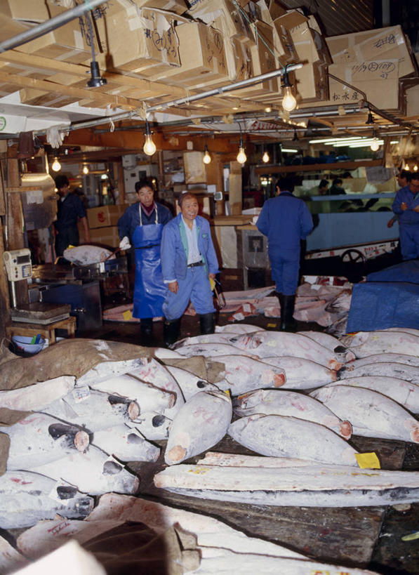 海鲜,东方人,渔夫,站,走,竖图,室内,白天,正面,工作服,制服,照明,东京,日本,亚洲,一排,许多,阴影,整齐,光线,影子,灯光,许多人,鲔鱼,注视,黄种人,水产,金枪鱼,顶灯,海洋生物,灯,排列,蓝色,灯具,观察,看,站着,一群人,观看,照亮,吞拿鱼,察看,照明设备,队列,关注,水生动物,海产品,水生物,东亚,海底动物,本州,关东地方,本州岛,日本国,东京都,工作制服,筑地,筑地市场,男人,男性,中年男性,亚洲人,捕鱼人,打鱼人,步行,站立,走路,半身,彩图,工作套服