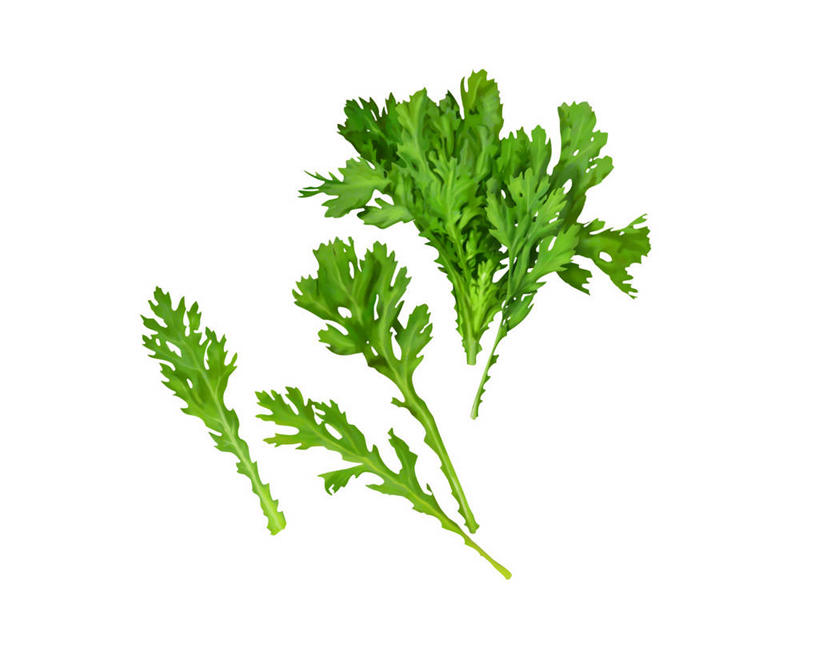 无人,横图,插画,室内,特写,白天,白色背景,正面,数码,科技,蔬菜,叶子,许多,阴影,新鲜,网络,食品,绿叶,蓬蒿,高光,几何,计算机图形,合成,图画,画,食物,嫩叶,有机食品,绿色食品,电脑合成图,数码合成图,合成图,漫画,茼蒿,写实,具体,具象,春菊,茼蒿菜,叶,叶片,彩图