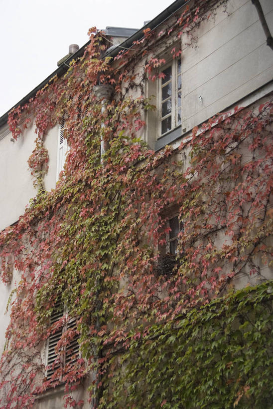 无人,家,竖图,室外,白天,仰视,度假,美景,城市风光,城市,法国,巴黎,欧洲,阴影,光线,影子,房屋,屋子,景观,公寓,长春藤,常春藤,娱乐,洋房,楼房,住宅,蓝色,蓝天,天空,阳光,天,享受,休闲,景色,放松,晴朗,万里无云,法兰西共和国,蒙马特,永恒,法兰西第五共和国,不朽,忠实,洋常春藤,蒙马特区,晴空,晴空万里,彩图,低角度拍摄,房子,常青藤