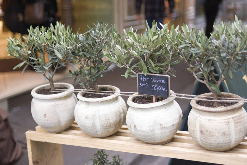 无人,花店,商店,横图,室外,白天,正面,植物,一排,阴影,整齐,光线,英文,标志,盆栽,文字,影子,字符,字母,盆景,标识,商铺,排列,绿色,阳光,自然,黑板,四个,教学,生长,成长,英文字母,队列,市肆,商号,耐磨,教学黑板,彩图,店铺