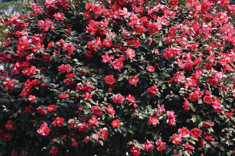 无人,横图,室外,特写,白天,正面,美景,山茶花,日本,亚洲,阴影,盛开,光线,影子,景观,花蕾,花,花瓣,花朵,鲜花,红色,阳光,自然,花苞,花蕊,景色,自然风光,东亚,本州,本州岛,日本国,近畿地方,近畿,滋贺,滋贺县,玉茗花,耐冬,海石榴,茶梅,茶花,彩图