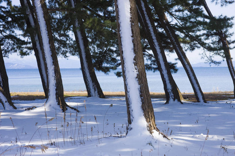 无人,横图,室外,白天,正面,旅游,度假,湖,湖泊,美景,树林,水,雪,植物,大雪,日本,亚洲,阴影,光线,影子,湖面,积雪,景观,水流,水面,雪景,冬季,冬天,娱乐,树,树木,绿色,阳光,自然,湖水,享受,休闲,景色,放松,寒冷,生长,成长,自然风光,东亚,本州,本州岛,日本国,近畿地方,近畿,滋贺,滋贺县,琵琶湖,严寒,彩图