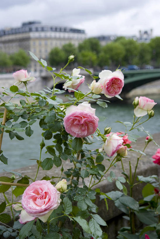 无人,竖图,室外,特写,白天,正面,爱情,度假,幸福,纯洁,热情,河流,美景,水,城市风光,城市,玫瑰,法国,巴黎,欧洲,阴影,朦胧,模糊,盛开,光线,影子,河水,景观,水流,云,云朵,玫瑰花,浪漫,花蕾,云彩,娱乐,花,花瓣,花朵,鲜花,粉色,蓝色,白云,蓝天,天空,阳光,天,花苞,花蕊,享受,休闲,温暖,温馨,景色,恩爱,放松,晴朗,和睦,塞纳河,感动,法兰西共和国,法兰西第五共和国,尊敬,天真,刺玫花,徘徊花,晴空,彩图,融洽