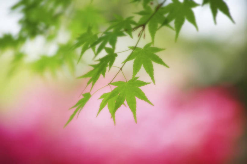 无人,横图,室外,特写,白天,正面,美景,植物,叶子,日本,亚洲,阴影,朦胧,模糊,光线,影子,景观,枫叶,枝条,树,树木,树枝,阳光,自然,景色,枫树叶,自然风光,东亚,本州,本州岛,日本国,近畿地方,近畿,滋贺,滋贺县,虬枝,枝杈,叶,叶片,彩图