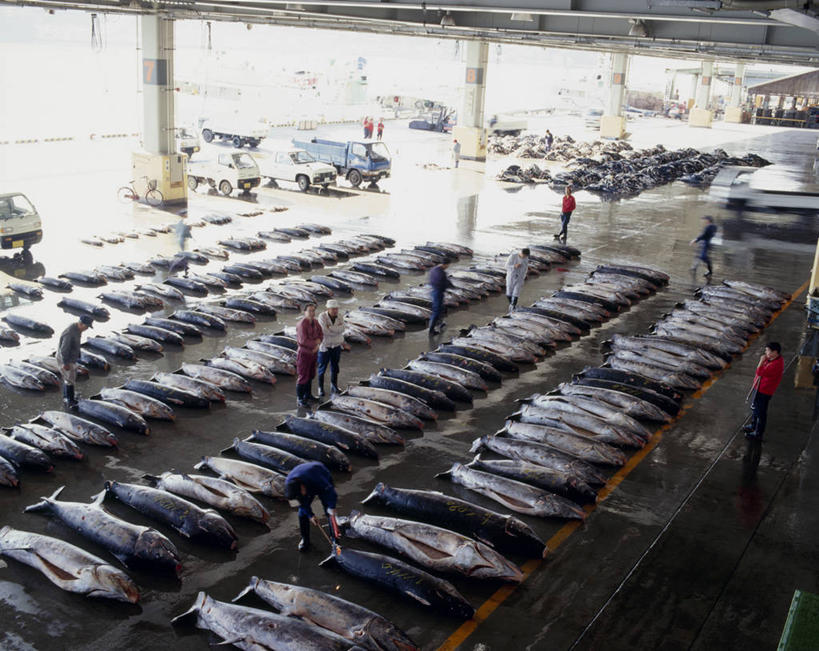 海鲜,东方人,伙伴,朋友,渔夫,站,横图,俯视,室内,白天,工作服,制服,购物,友谊,合作,团队,消费,亚洲,一排,许多,整齐,并列,并排,鱼,集市,市场,许多人,注视,黄种人,水产,鱼类,货架,海洋生物,架子,排列,观察,看,站着,一群人,战略,金融,观看,察看,队列,关注,水生动物,海产品,陈列架,平行,水生物,选购,贸易,海底动物,联合,合谋,超市货架,马林鱼,青枪鱼,工作制服,配合,协作,男人,男性,年轻男性,亚洲人,捕鱼人,打鱼人,站立,彩图,高角度拍摄,全身,工作套服,鱼市