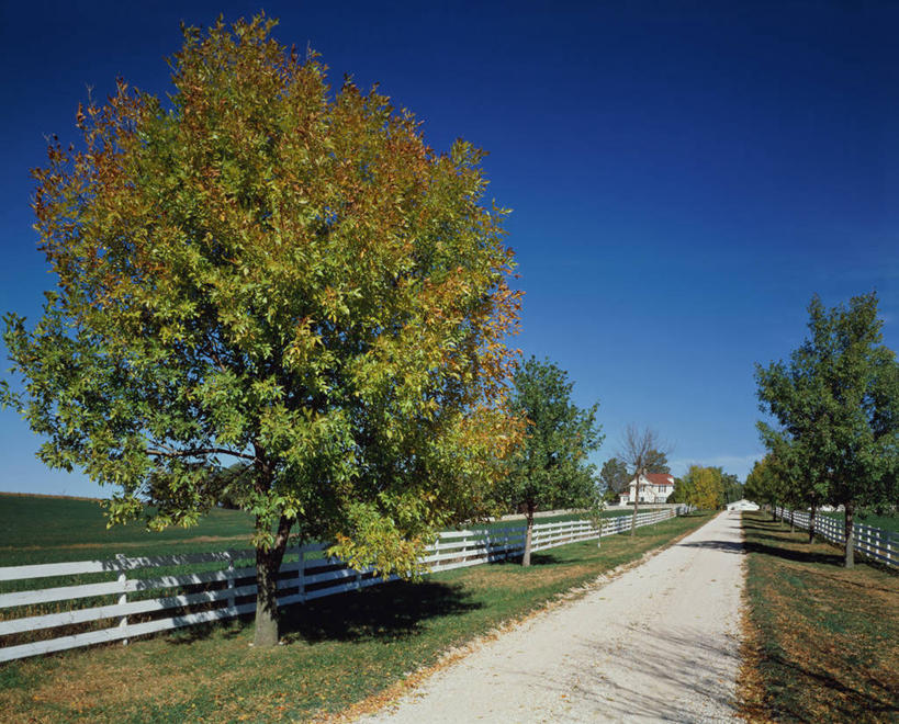 无人,栏杆,横图,室外,白天,正面,旅游,度假,草地,草坪,美景,植物,道路,路,美国,阴影,光线,影子,栅栏,景观,篱笆,围栏,小路,交通,娱乐,护栏,草,树,树木,蓝色,绿色,蓝天,天空,阳光,自然,天,享受,休闲,景色,放松,生长,晴朗,成长,北美,北美洲,自然风光,美洲,万里无云,北亚美利加洲,亚美利加洲,爱荷华州,艾奥瓦,艾奥瓦州,爱我华州,衣阿华州,鹰眼州,美国粮仓,晴空,晴空万里,彩图