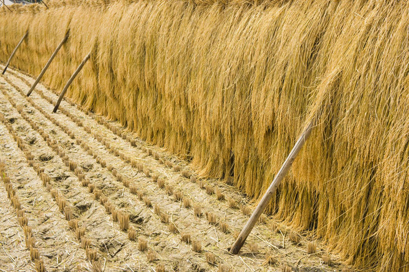 无人,农田,横图,室外,白天,正面,旅游,度假,农业,庄稼,农作物,美景,日本,亚洲,丰富,丰收,稻田,景观,丰盛,娱乐,自然,享受,休闲,景色,放松,木棍,自然风光,东亚,本州,本州岛,日本国,近畿地方,近畿,滋贺,滋贺县,丰登,丰硕,彩图,耕地,庄稼田