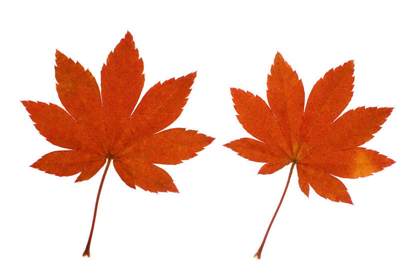 无人,横图,俯视,室内,特写,白天,白色背景,叶子,两片,枫叶,枯叶,落叶,黄色,红色,摄影,影棚,枫树叶,叶,叶片,彩图,高角度拍摄,影棚拍摄,拍摄,葡萄槭,藤枫,藤槭