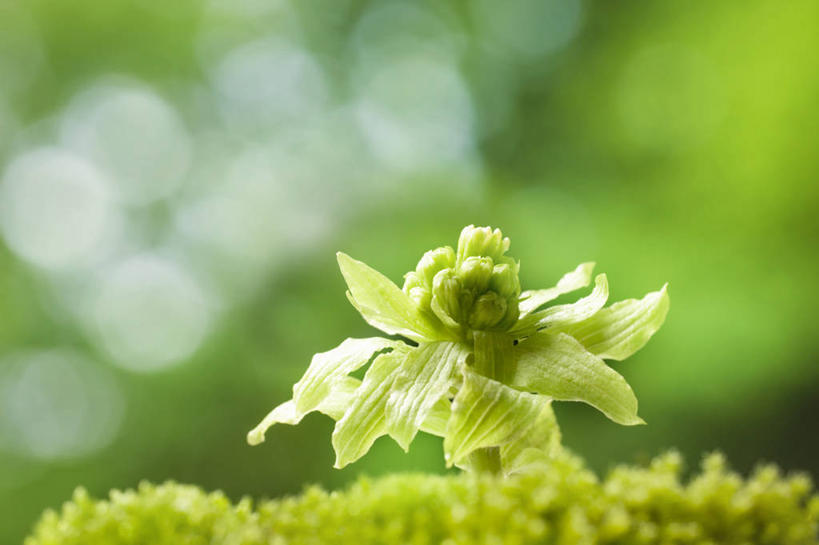 无人,横图,室外,特写,白天,正面,花海,花圃,美景,植物,叶子,阴影,朦胧,模糊,盛开,光线,影子,景观,花蕾,花,花瓣,花朵,花卉,鲜花,绿色,阳光,自然,花丛,花束,花田,花苞,花蕊,景色,公正,自然风光,蜂斗菜,蛇头草,野饭瓜,南瓜三七,款冬花,冬花,款冬,款冻,菟奚,彩图,黑南瓜,水钟流头,野金瓜头,野南瓜