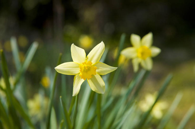无人,横图,室外,特写,白天,正面,花海,花圃,美景,植物,水仙花,叶子,日本,亚洲,阴影,朦胧,模糊,盛开,光线,影子,景观,花蕾,花,花瓣,花朵,花卉,鲜花,绿色,阳光,自然,花丛,花束,花田,花苞,花蕊,景色,自然风光,东亚,本州,本州岛,日本国,近畿地方,近畿,滋贺,滋贺县,金盏银台,玉玲珑,女史花,雅蒜,天蒜,黄水仙,凌波仙子,水仙,天葱,五色水仙,洋水仙,彩图