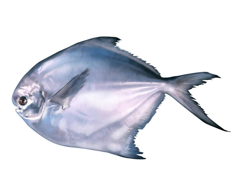 海鲜,无人,横图,插画,室内,白天,白色背景,侧面,数码,科技,一条,阴影,网络,鲣鱼,高光,几何,计算机图形,合成,图画,水产,海洋生物,画,电脑合成图,数码合成图,合成图,水生动物,海产品,水生物,漫画,海底动物,写实,具体,具象,小金枪鱼,炸弹鱼,彩图,全身