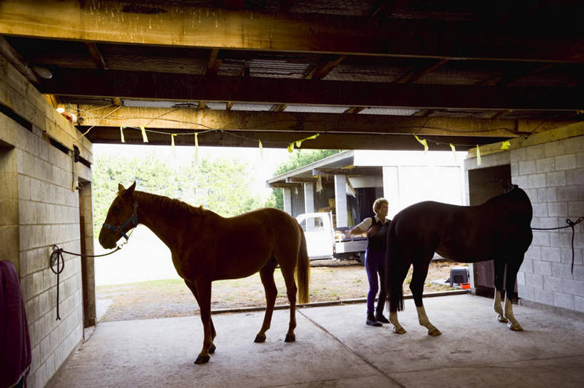 东方人,一个人,农场,站,横图,室外,白天,正面,工作服,制服,畜牧业,牧场,草地,草坪,植物,马,野生动物,亚洲,仅一个女性,仅一个人,握,工具,拿,拿着,注视,黄种人,一匹,草,树,树木,绿色,自然,动物,刷子,观察,看,站着,仅一个中年女性,握着,运输,牲畜,生长,成长,观看,察看,关注,清洁用具,板刷,畜牧,牧业,工作制服,女人,女性,中年女性,亚洲人,站立,彩图,全身,工作套服