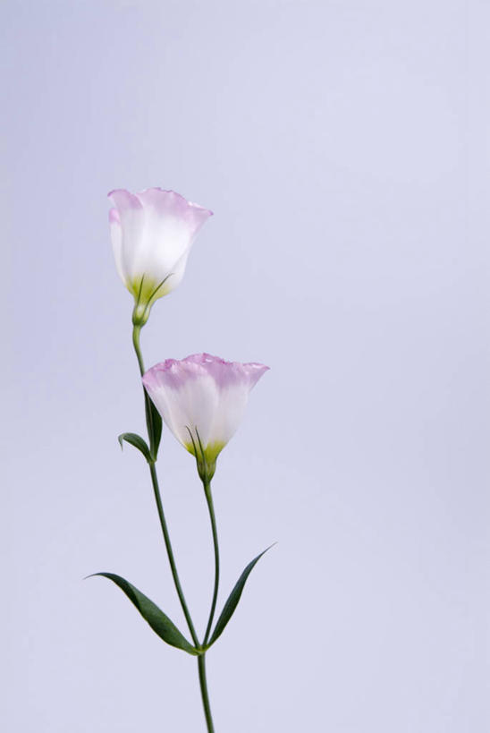 无人,竖图,室内,特写,白天,正面,叶子,盛开,绿叶,花蕾,花,花瓣,花朵,鲜花,两朵,花苞,花蕊,嫩叶,摄影,影棚,桔梗花,僧冠帽,草原龙胆,感动,六角荷,永恒,梗草,洋桔梗,叶,叶片,彩图,影棚拍摄,拍摄