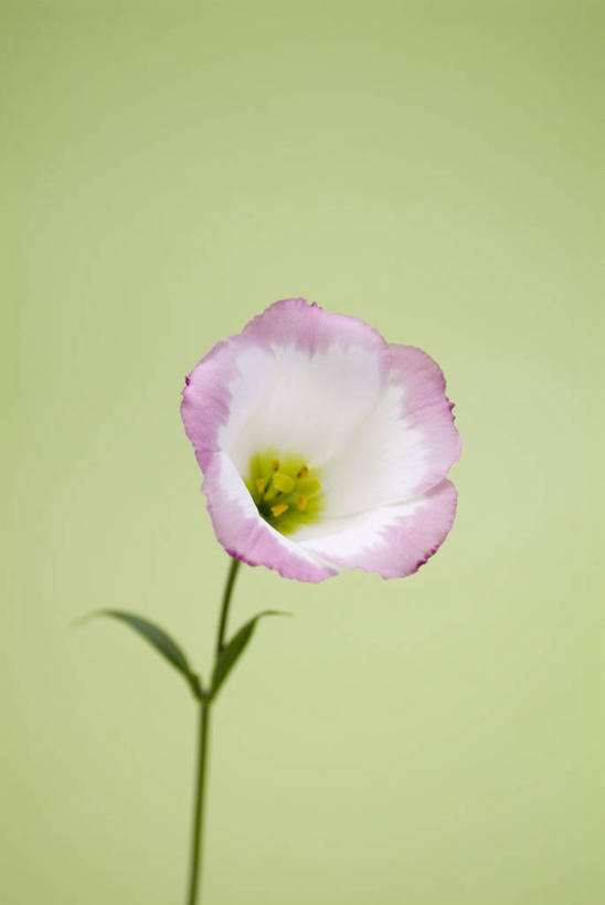 无人,竖图,室内,特写,白天,正面,叶子,绿色背景,盛开,绿叶,花蕾,花,花瓣,花朵,鲜花,一朵,花苞,花蕊,嫩叶,摄影,影棚,桔梗花,僧冠帽,草原龙胆,感动,六角荷,永恒,梗草,洋桔梗,叶,叶片,彩图,影棚拍摄,拍摄