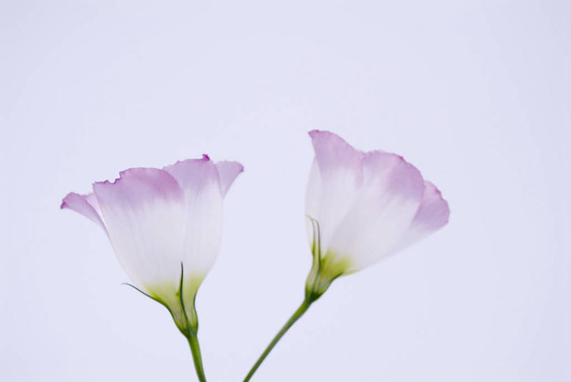 无人,横图,室内,特写,白天,正面,盛开,花蕾,花,花瓣,花朵,鲜花,两朵,花苞,花蕊,摄影,影棚,桔梗花,僧冠帽,草原龙胆,感动,六角荷,永恒,梗草,洋桔梗,彩图,影棚拍摄,拍摄