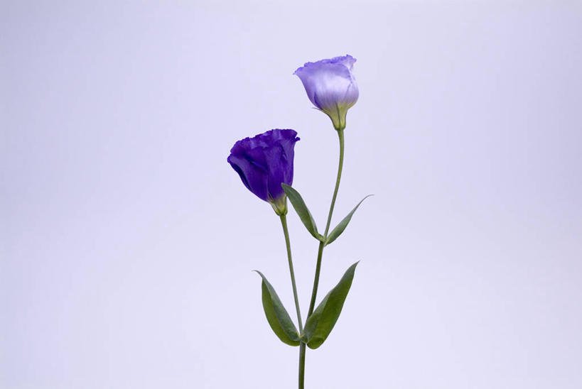 无人,横图,室内,特写,白天,正面,叶子,蓝色背景,盛开,绿叶,花蕾,花,花瓣,花朵,鲜花,两朵,蓝色,花苞,花蕊,嫩叶,摄影,影棚,桔梗花,僧冠帽,草原龙胆,感动,六角荷,永恒,梗草,洋桔梗,叶,叶片,彩图,影棚拍摄,拍摄