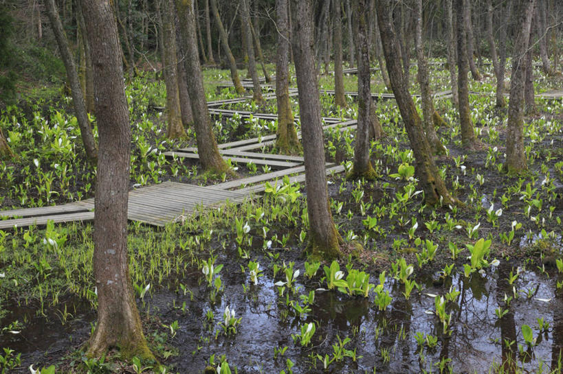 无人,横图,俯视,室外,白天,旅游,度假,草地,草坪,花海,花圃,美景,森林,树林,植物,道路,路,叶子,日本,亚洲,阴影,盛开,光线,影子,景观,小路,树桩,草药,药草,交通,花蕾,娱乐,中药,草,花,花瓣,花朵,花卉,鲜花,树,树干,树木,绿色,紫色,阳光,自然,花丛,花束,花田,花苞,花蕊,享受,休闲,木桩,景色,放松,乡间小路,生长,成长,有毒,自然风光,药材,中草药,东亚,中药材,本草,本州,本州岛,日本国,中部地方,新潟,新潟县,臭菘,彩图,高角度拍摄,五泉市