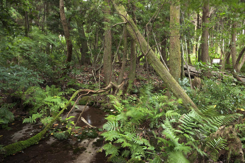 无人,横图,室外,白天,正面,旅游,度假,河流,美景,森林,树林,水,植物,松树,叶子,富山县,日本,亚洲,河水,景观,水流,绿叶,树桩,娱乐,树,树干,树木,绿色,小溪,自然,溪水,享受,休闲,嫩叶,木桩,景色,放松,生长,成长,自然风光,杉树,坚定,东亚,本州,本州岛,日本国,中部地方,长寿,贞洁,富山,柳杉,叶,叶片,彩图,下新川郡,入善町,孔雀松,木沙椤树