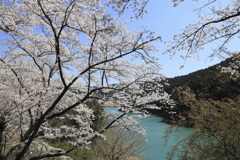 无人,横图,俯视,室外,白天,旅游,度假,幸福,纯洁,河流,美景,森林,山,山脉,树林,水,植物,樱花,日本,亚洲,阴影,盛开,光线,影子,河水,景观,山峰,水流,山峦,花蕾,娱乐,花,花瓣,花朵,鲜花,树,树木,粉色,蓝色,绿色,蓝天,天空,阳光,自然,群山,天,花苞,花蕊,享受,休闲,景色,放松,生长,晴朗,成长,等待,生命,自然风光,东亚,本州,万里无云,本州岛,日本国,近畿地方,近畿,仙樱花,福岛樱,青肤樱,高尚,和歌山,和歌山县,热烈,晴空,晴空万里,荆桃,彩图,高角度拍摄,东牟娄郡,古座川町