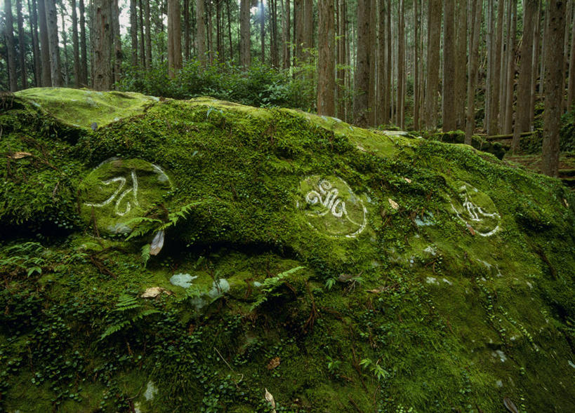 无人,横图,室外,白天,正面,旅游,度假,石头,美景,森林,树林,植物,日本,亚洲,石子,景观,悬崖,青苔,树桩,苔藓,娱乐,树,树干,树木,绿色,自然,享受,休闲,木桩,景色,放松,生长,成长,自然风光,东亚,本州,本州岛,日本国,近畿地方,近畿,和歌山,和歌山县,绝壁,石块,岩石,彩图,田边市,熊野古道