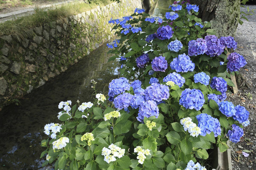 无人,横图,俯视,室外,白天,旅游,度假,骄傲,花海,花圃,石头,美景,植物,八仙花,叶子,京都,日本,亚洲,阴影,盛开,光线,石子,影子,墙,景观,绿叶,花蕾,娱乐,墙壁,墙面,花,花瓣,花朵,花卉,鲜花,蓝色,绿色,阳光,自然,花丛,花束,花田,花苞,花蕊,绣球花,享受,休闲,嫩叶,景色,放松,京都府,紫阳花,洋绣球,自然风光,东亚,本州,本州岛,日本国,近畿地方,近畿,草绣球,斗球,七变化,粉团花,善变,哲学之道,左京区,叶,叶片,石块,岩石,彩图,高角度拍摄