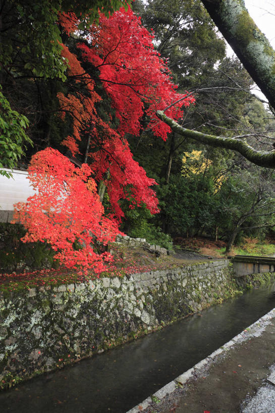 无人,竖图,室外,白天,正面,旅游,度假,美景,秋季,森林,树林,植物,叶子,京都,日本,亚洲,景观,枯叶,落叶,枝条,娱乐,树,树木,树枝,红色,绿色,自然,享受,休闲,景色,放松,京都府,生长,成长,自然风光,东亚,本州,本州岛,日本国,近畿地方,近畿,虬枝,枝杈,哲学之道,左京区,叶,叶片,秋,秋天,彩图
