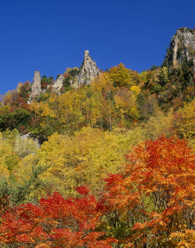 无人,公园,竖图,室外,白天,仰视,旅游,度假,石头,美景,秋季,森林,山,山脉,树林,植物,叶子,北海道,日本,亚洲,阴影,光线,石子,影子,景观,山峰,枯叶,落叶,山峦,娱乐,树,树木,蓝色,绿色,蓝天,天空,阳光,自然,群山,天,享受,休闲,景色,放松,生长,晴朗,成长,自然风光,东亚,万里无云,日本国,北海道地方,北海道岛,国立公园,层云峡,叶,叶片,石块,岩石,晴空,晴空万里,秋,秋天,彩图,低角度拍摄,大雪山国立公园