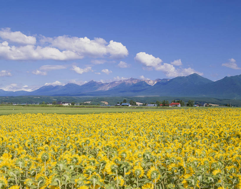 无人,横图,室外,白天,正面,爱情,旅游,度假,幸福,草地,草坪,花海,花圃,美景,山,山脉,太阳,植物,向日葵,叶子,北海道,日本,亚洲,阴影,盛开,光线,影子,景观,山峰,云,云朵,山峦,花蕾,云彩,娱乐,草,花,花瓣,花朵,花卉,鲜花,树,树木,黄色,蓝色,绿色,白云,蓝天,天空,阳光,自然,花丛,花束,花田,群山,天,花苞,花蕊,享受,休闲,景色,放松,生长,晴朗,成长,自然风光,光辉,东亚,沉默,忠诚,日本国,北海道地方,北海道岛,上富良野町,勇敢,投缘,爱慕,上富良野,高傲,朝阳花,葵花,望日莲,向阳花,转日莲,晴空,彩图