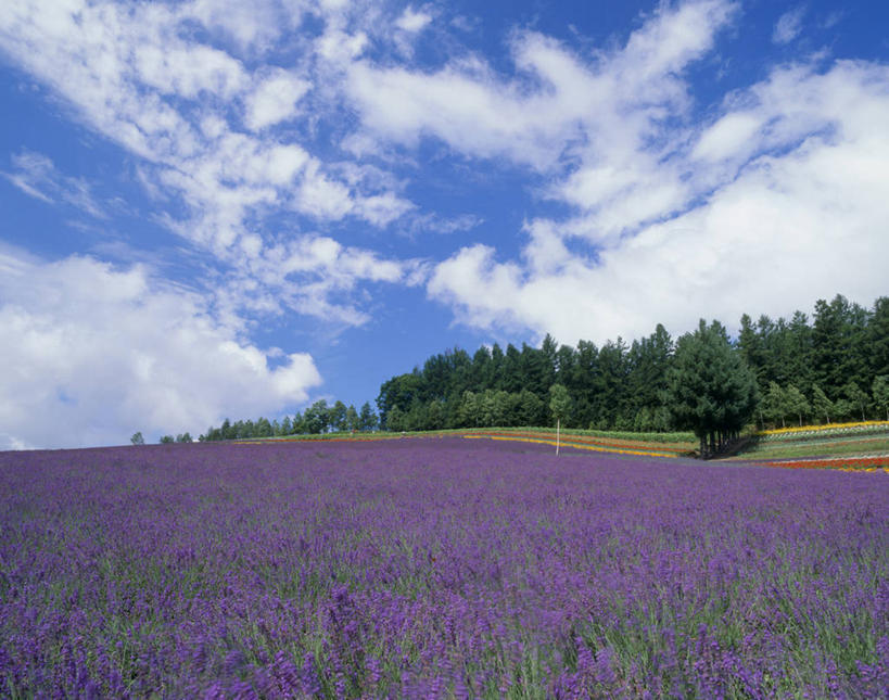 无人,横图,室外,白天,仰视,爱情,旅游,度假,花海,花圃,美景,森林,树林,植物,叶子,北海道,日本,亚洲,阴影,盛开,光线,影子,景观,云,云朵,浪漫,花蕾,云彩,娱乐,花,花瓣,花朵,花卉,鲜花,树,树木,蓝色,绿色,紫色,白云,蓝天,天空,阳光,自然,香草,花丛,花束,花田,天,花苞,花蕊,薰衣草,享受,休闲,景色,放松,生长,晴朗,成长,自然风光,呼吸,东亚,日本国,北海道地方,北海道岛,灵香草,黄香草,奇迹,道北,晴空,彩图,低角度拍摄,空知郡,上川综合振兴局,振兴局,中富良野町,上川支厅