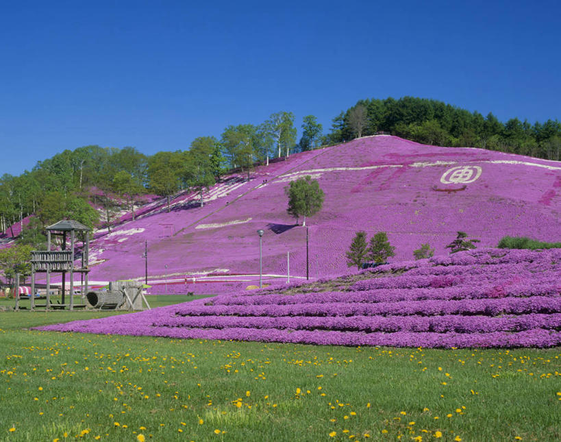 无人,横图,室外,白天,正面,旅游,度假,草地,草坪,花海,花圃,美景,植物,叶子,北海道,日本,亚洲,阴影,盛开,光线,影子,景观,花蕾,娱乐,草,花,花瓣,花朵,花卉,鲜花,树,树木,粉色,黄色,蓝色,绿色,蓝天,天空,阳光,自然,花丛,花束,花田,天,花苞,花蕊,享受,休闲,景色,放松,生长,晴朗,成长,自然风光,东亚,万里无云,日本国,北海道地方,北海道岛,福乐花,福禄花,福禄考,晴空,晴空万里,彩图,鄂霍次克综合振兴局,网走郡,大空町,丛生福禄考,道东,网走支厅