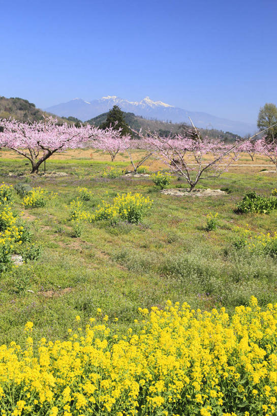 无人,竖图,室外,白天,正面,爱情,旅游,度假,草地,草坪,美景,山,雪,雪山,植物,大雪,桃花,日本,亚洲,阴影,盛开,光线,影子,冰,积雪,景观,山峰,雪景,冬季,冬天,山峦,花蕾,娱乐,草,花,花瓣,花朵,鲜花,树,树木,蓝色,绿色,蓝天,天空,阳光,自然,天,花苞,花蕊,享受,休闲,景色,放松,寒冷,生长,晴朗,成长,冰冷,俘虏,自然风光,东亚,本州,万里无云,本州岛,日本国,中部地方,山梨,山梨县,严寒,冰凉,酷寒,凛冽,凛凛,极冷,晴空,晴空万里,彩图,韭崎,韭崎市