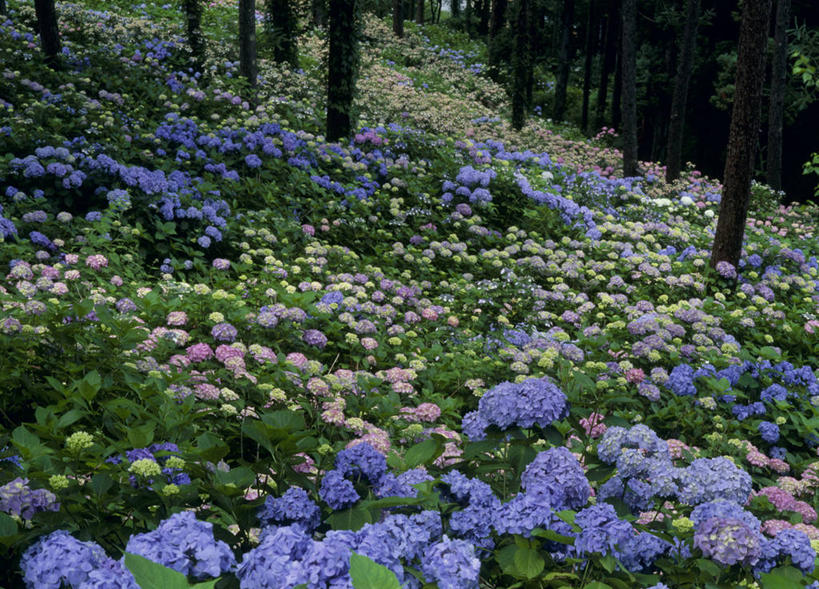 无人,横图,室外,白天,正面,旅游,度假,幸福,骄傲,草地,草坪,花海,花圃,美景,树林,植物,八仙花,紫罗兰,叶子,日本,亚洲,阴影,盛开,光线,影子,景观,清凉,花蕾,娱乐,草,花,花瓣,花朵,花卉,鲜花,树,树木,粉色,绿色,紫色,阳光,自然,花丛,花束,花田,夏天,花苞,花蕊,绣球花,享受,休闲,景色,放松,生长,成长,紫阳花,洋绣球,自然风光,东亚,本州,本州岛,日本国,中部地方,山梨,山梨县,草绣球,斗球,七变化,粉团花,永恒,质朴,美德,善变,富士五湖,草紫罗兰,草桂花,彩图,河口湖,南都留郡,富士河口湖町
