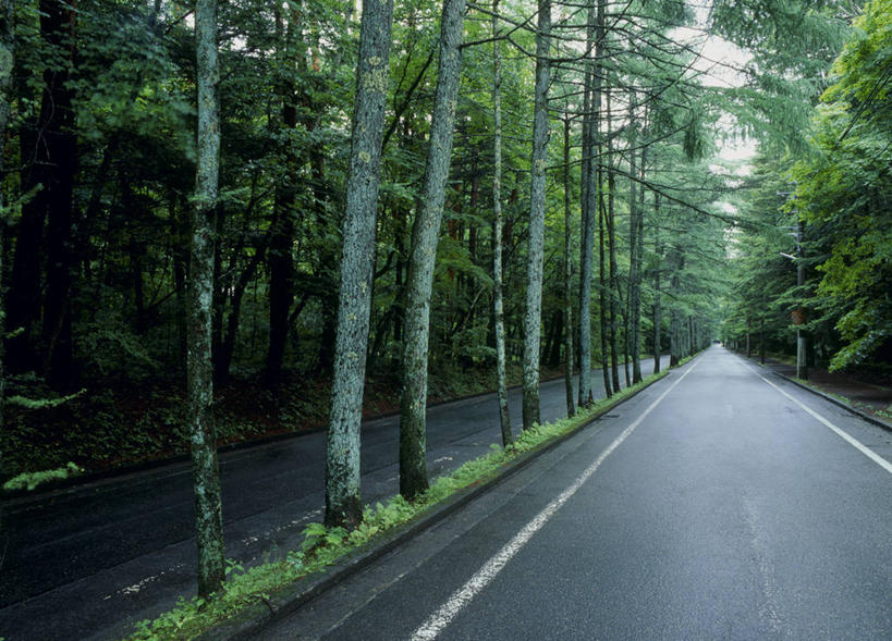无人,横图,室外,白天,正面,消失点,旅游,度假,草地,草坪,美景,树林,植物,道路,路,公路,长野县,日本,亚洲,阴影,光线,影子,景观,分界线,树桩,停车线,交通,娱乐,草,树,树干,树木,绿色,阳光,自然,享受,休闲,木桩,景色,放松,生长,成长,车行道,车行道分界线,自然风光,标线,东亚,车行线,本州,本州岛,日本国,中部地方,长野,轻井泽,轻井泽町,马路,彩图,没影点,灭点,北佐久郡