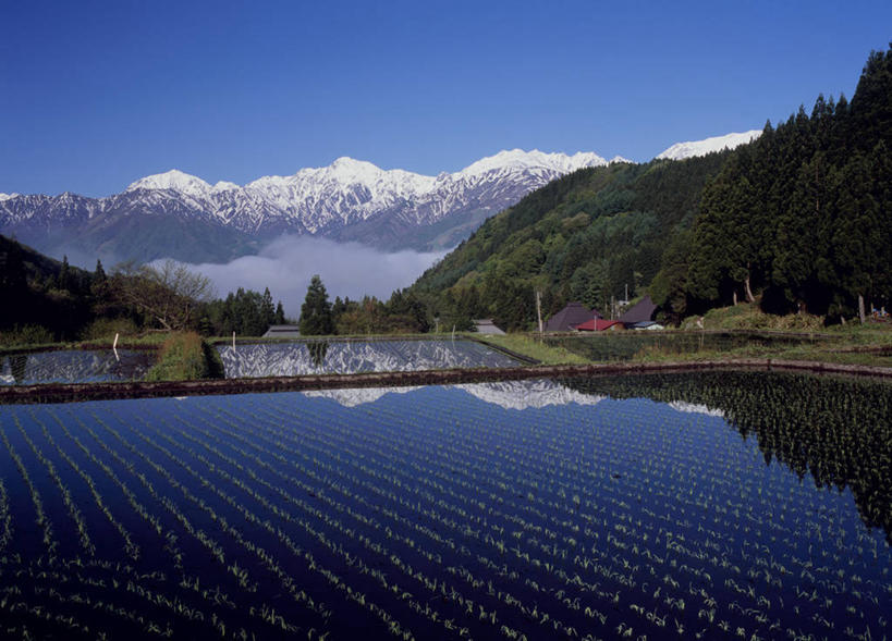 无人,农田,横图,室外,白天,正面,旅游,度假,庄稼,梯田,农作物,美景,森林,山,树林,雪,雪山,植物,大雪,长野县,日本,亚洲,阴影,曲折,弯曲,光线,影子,冰,稻田,积雪,景观,山峰,雪景,冬季,冬天,山峦,娱乐,树,树木,蓝色,绿色,蓝天,天空,阳光,自然,天,享受,休闲,景色,放松,寒冷,蜿蜒,生长,晴朗,成长,冰冷,自然风光,东亚,本州,万里无云,本州岛,日本国,中部地方,长野,严寒,冰凉,酷寒,凛冽,凛凛,极冷,北安,北安昙郡,晴空,晴空万里,彩图,耕地,庄稼田,白马村