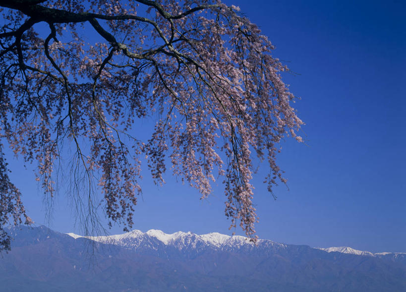 无人,横图,室外,白天,仰视,旅游,度假,幸福,纯洁,美景,山,雪,雪山,大雪,樱花,长野县,日本,亚洲,阴影,盛开,光线,影子,冰,积雪,景观,山峰,雪景,冬季,冬天,山峦,花蕾,娱乐,花,花瓣,花朵,鲜花,蓝色,蓝天,天空,阳光,自然,天,花苞,花蕊,享受,休闲,景色,放松,寒冷,晴朗,等待,冰冷,生命,自然风光,东亚,本州,万里无云,本州岛,日本国,中部地方,长野,仙樱花,福岛樱,青肤樱,高尚,严寒,冰凉,酷寒,凛冽,凛凛,极冷,热烈,北安,北安昙郡,晴空,晴空万里,荆桃,彩图,低角度拍摄,松川村,木曾山脉,中央阿尔卑斯