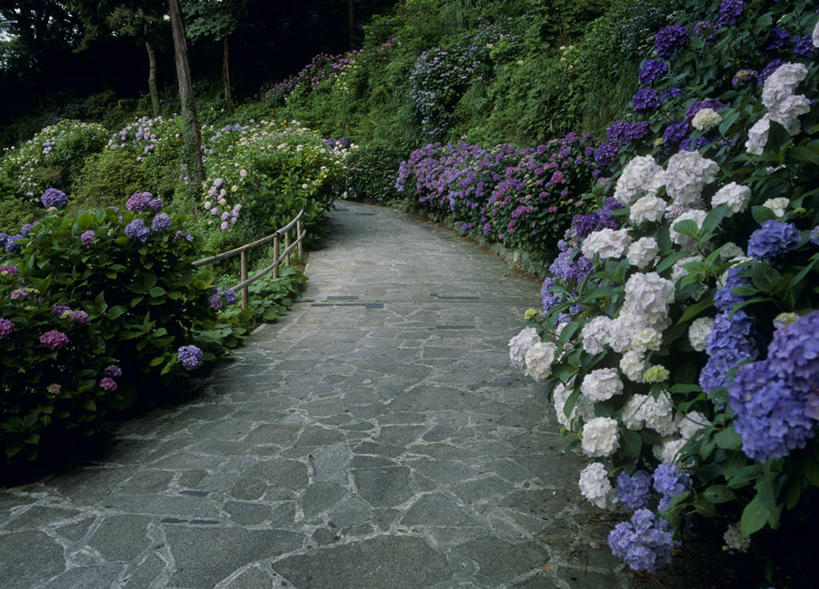 无人,横图,室外,白天,正面,旅游,度假,骄傲,花海,花圃,美景,树林,植物,道路,路,八仙花,叶子,静冈县,日本,亚洲,阴影,盛开,光线,影子,景观,小路,交通,花蕾,娱乐,花,花瓣,花朵,花卉,鲜花,树,树木,绿色,紫色,白色,阳光,自然,花丛,花束,花田,花苞,花蕊,绣球花,享受,休闲,景色,放松,生长,成长,紫阳花,洋绣球,自然风光,东亚,本州,本州岛,日本国,中部地方,静冈,草绣球,斗球,七变化,粉团花,善变,伊豆半岛,彩图,下田,下田市