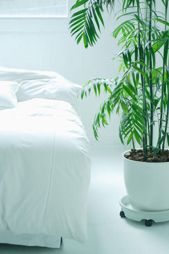 无人,家,竖图,室内,白天,正面,植物,床,家具,卧室,装饰,盆栽,公寓,床单,盆景,豪华,被子,现代,住宅,绿色,自然,枕头,单人床,明亮,舒适,被单,室内设计,彩图,房子,睡房,卧房
