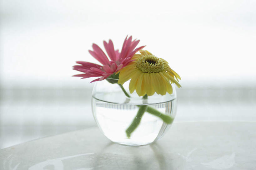 无人,横图,俯视,室内,特写,白天,快乐,幸福,盛开,液体,玛格丽特,花蕾,玻璃制品,雏菊,花,花瓣,花朵,鲜花,玻璃瓶,瓶子,花苞,花蕊,菊花,活力,希望,坚强,和平,离别,延命菊,幸福花,春菊,马兰头花,暗恋,纯情,单恋,天真,彩图,高角度拍摄,愉快