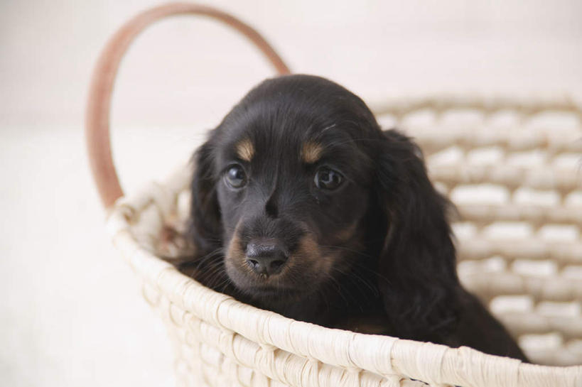 无人,交叉,横图,室内,白天,白色背景,正面,竹子,宠物,狗,竹制,编织,篮子,猎犬,注视,一只,黑色,动物,竹篮,观察,看,趴着,可爱,摄影,影棚,观看,竹条,交织,察看,竹制品,关注,德国猎犬,忠诚,穿插,犬,趴,半身,彩图,影棚拍摄,拍摄