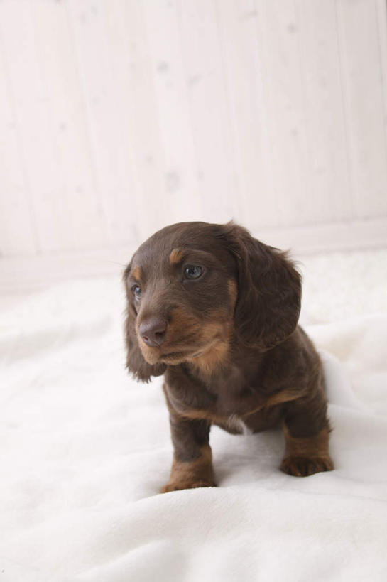 无人,竖图,室内,白天,白色背景,正面,宠物,狗,纺织物,猎犬,注视,一只,白色,黑色,动物,毛巾,观察,看,趴着,清洁,可爱,摄影,影棚,观看,保暖,察看,关注,透气,德国猎犬,防水,忠诚,储水,耐磨,吸水,犬,趴,彩图,全身,影棚拍摄,拍摄