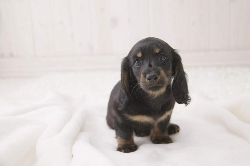 无人,坐,横图,室内,白天,白色背景,正面,宠物,狗,纺织物,猎犬,注视,一只,白色,黑色,动物,毛巾,观察,看,清洁,可爱,摄影,影棚,观看,保暖,察看,关注,透气,德国猎犬,防水,忠诚,储水,耐磨,吸水,犬,坐着,彩图,全身,影棚拍摄,拍摄